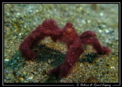 Face to face with Achaeus japonicus by Raoul Caprez 